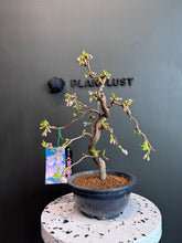 Load images into the gallery viewer 日本🇯🇵 八重の輝きYaezakura(附上影片)