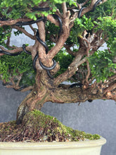 Load images into the gallery viewer 日本🇯🇵津山檜Chamaecyparis obtusa (附上影片)