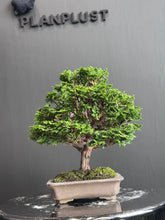 將圖片載入圖庫檢視器 日本🇯🇵津山檜Chamaecyparis obtusa (附上影片)