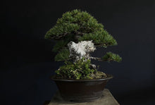Load images into the gallery viewer Pre-order Japan🇯🇵Japanese White Pine (picked from the mountains) (video attached)