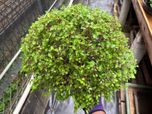 將圖片載入圖庫檢視器 預訂日本🇯🇵逸品 欅樹Keyaki Zelkova Serrata