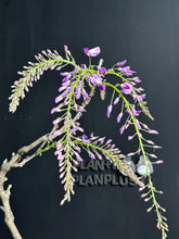 將圖片載入圖庫檢視器 預購日本🇯🇵紫藤 Wisteria (展示圖)