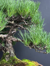 將圖片載入圖庫檢視器 日本🇯🇵黑松 Japanese Black Pine (附上影片)