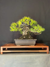 將圖片載入圖庫檢視器 預購日本🇯🇵山採黑松 Yamadori Black Pine