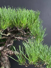 將圖片載入圖庫檢視器 日本🇯🇵黑松 Japanese Black Pine (附上影片)