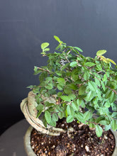 將圖片載入圖庫檢視器 日本🇯🇵榆欅Zelkova Serrata (附上影片)已落葉