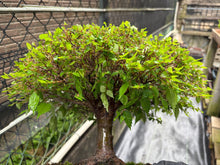 將圖片載入圖庫檢視器 預訂日本🇯🇵逸品 欅樹Keyaki Zelkova Serrata