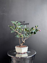 將圖片載入圖庫檢視器 日本🇯🇵山茶花 茶梅 獅子頭Camellia Sasanqua (附上影片)