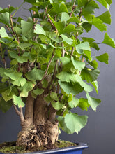 將圖片載入圖庫檢視器 日本🇯🇵銀杏Ginkgo Biloba (附上影片)