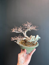 將圖片載入圖庫檢視器 日本🇯🇵榆欅Zelkova Serrata (附上影片)已落葉