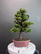 Load images into the gallery viewer Japan🇯🇵Hinoki Chamaecyparis Obtusa ヒノキ(video attached)