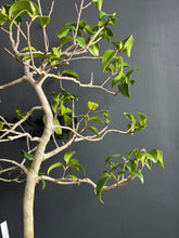 Load images into the gallery viewer Japan🇯🇵Camellia sasanqua (with video)