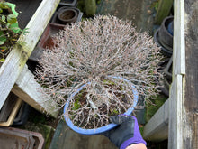 將圖片載入圖庫檢視器 預訂日本🇯🇵逸品 欅樹Keyaki Zelkova Serrata