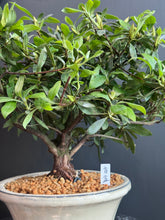 將圖片載入圖庫檢視器 日本🇯🇵皐月杜鵑 盲盒 Satsuki Azalea Rhododendron (附上影片)