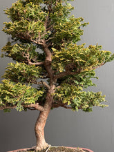 將圖片載入圖庫檢視器 日本🇯🇵津山檜Hinoki Chamaecyparis Obtusa ヒノキ (附上影片)