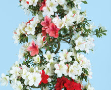 Load images into the gallery viewer Japan🇯🇵Satsuki Azalea Rhododendron (with video)