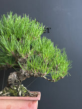 將圖片載入圖庫檢視器 日本🇯🇵太幹三河黑松 Black Pine (附上影片)