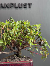 將圖片載入圖庫檢視器 日本🇯🇵皐月杜鵑 絹の舞Satsuki Azalea Rhododendron (附上影片)