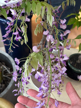 將圖片載入圖庫檢視器 預購日本🇯🇵紫藤 Wisteria (展示圖)