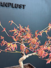Load images into the gallery viewer Japan🇯🇵Momiji Red Leaf Osmanthus (Acer Palmatum) (with video attached)
