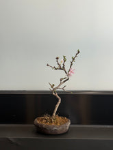 將圖片載入圖庫檢視器 日本🇯🇵🌸十月櫻🌸 Autumnalis Cherry Blossom(附上影片)