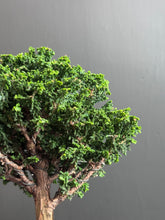 將圖片載入圖庫檢視器 日本🇯🇵石化檜Sekka Hinoki Cypress セッカヒノキ (附上影片)