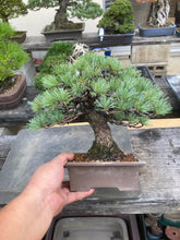 Load images into the gallery viewer 預購日本🇯🇵五葉松 Japanese White Pine (附上影片)
