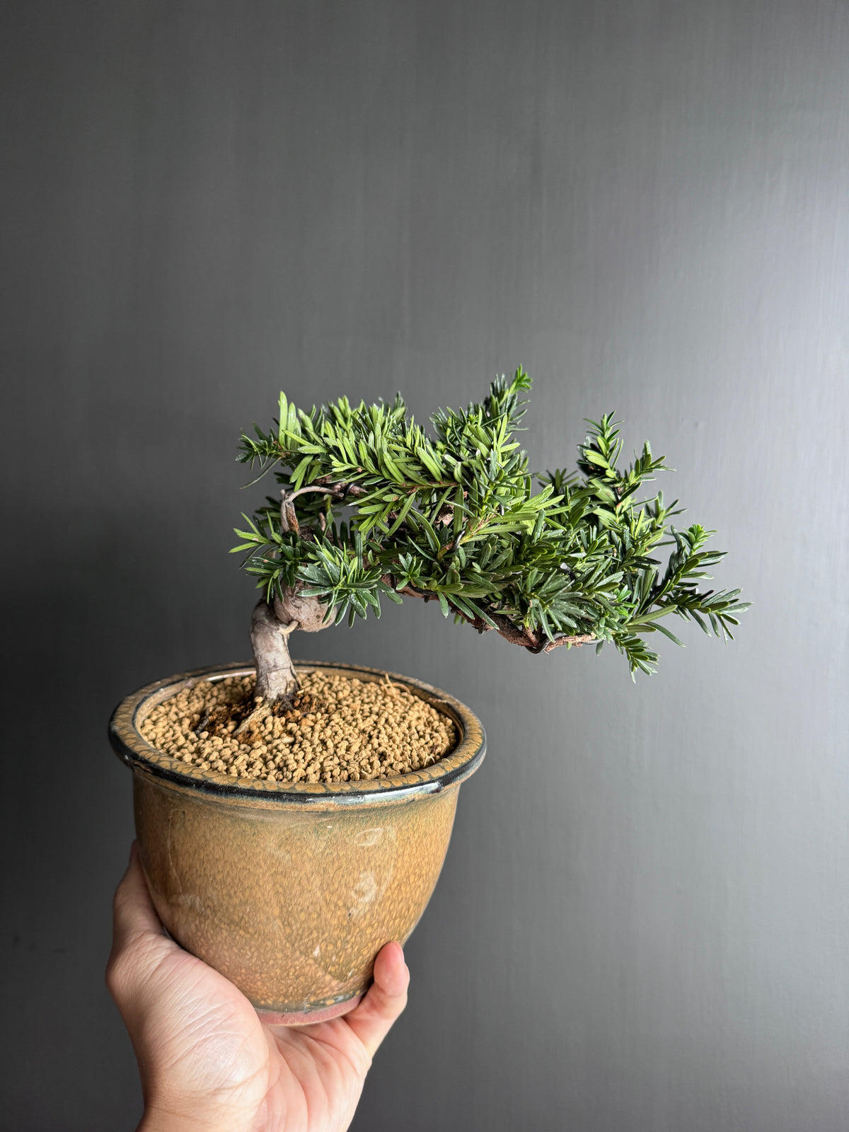 日本一位盆景 Taxus Cuspidata 樹形及盆器參考