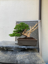 Load images into the gallery viewer Pre-order Japan🇯🇵Japanese Itoigawa Shimpaku (with video)