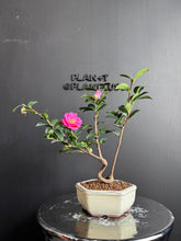 將圖片載入圖庫檢視器 日本🇯🇵山茶花 茶梅 獅子頭Camellia Sasanqua (附上影片)