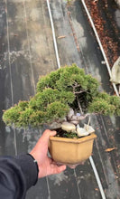 Load images into the gallery viewer Pre-order Japan🇯🇵Japanese Itoigawa Shimpaku (with video)