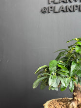 將圖片載入圖庫檢視器 日本🇯🇵金豆Fortunella Hindsii (附上影片)