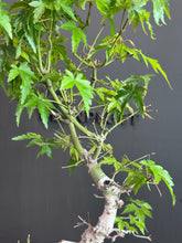 將圖片載入圖庫檢視器 日本🇯🇵もみじ紅葉 Acer Palmatum (附上影片)