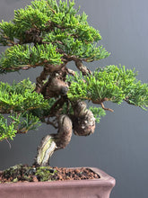 Load images into the gallery viewer 日本🇯🇵糸魚川真柏 Japanese Itoigawa Shimpaku (附上影片)