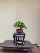 Load images into the gallery viewer 預購日本🇯🇵糸魚川真柏 Japanese Itoigawa Shimpaku (附上影片)