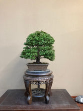 Load images into the gallery viewer Pre-order Japan🇯🇵Hinoki Chamaecyparis Obtusa ヒノキ(video attached)