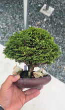 Load images into the gallery viewer Pre-order Japan🇯🇵Tsuyama Hinoki (Chamaecyparis obtusa) (Video attached)