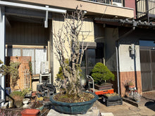 將圖片載入圖庫檢視器 日本🇯🇵逸品 太幹 銀杏Ginkgo Biloba