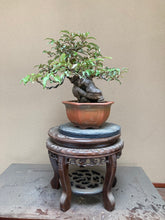 將圖片載入圖庫檢視器 預購日本🇯🇵寒茱萸 胡頹子 かんぐみ Elaeagnus