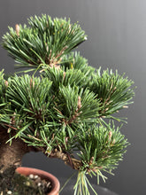 將圖片載入圖庫檢視器 日本🇯🇵黑松 千壽丸 Black Pine (附上影片)