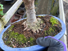 將圖片載入圖庫檢視器 預訂日本🇯🇵逸品 欅樹Keyaki Zelkova Serrata