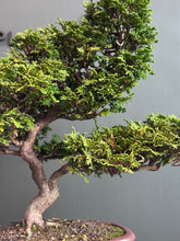 Load images into the gallery viewer Japan🇯🇵Hinoki Chamaecyparis Obtusa ヒノキ(video attached)