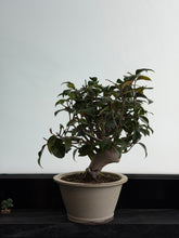 將圖片載入圖庫檢視器 日本🇯🇵山茶花 茶梅 岀雲大社Camellia Sasanqua (附上影片)