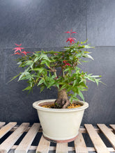 將圖片載入圖庫檢視器 日本🇯🇵紅葉 出猩々 岀猩猩Deshojo