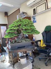 將圖片載入圖庫檢視器 預購日本🇯🇵逸品 那須五葉松 Japanese White Pine (附上影片)
