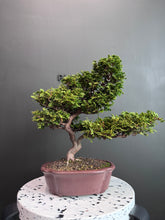 Load images into the gallery viewer Japan🇯🇵Hinoki Chamaecyparis Obtusa ヒノキ(video attached)