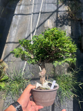 Load images into the gallery viewer 預購日本🇯🇵津山檜Chamaecyparis obtusa (附上影片)