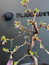 Load images into the gallery viewer 日本🇯🇵 八重の輝きYaezakura(附上影片)