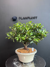 將圖片載入圖庫檢視器 日本🇯🇵皐月杜鵑 盲盒 Satsuki Azalea Rhododendron (附上影片)