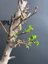 Load images into the gallery viewer Japan🇯🇵 Ginkgo Biloba 'Chichi' (with video attached)